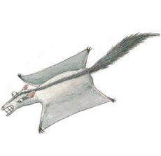 Glider illustrated by Daniel Salmieri