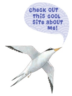 Tern illustrated by Daniel Salmieri